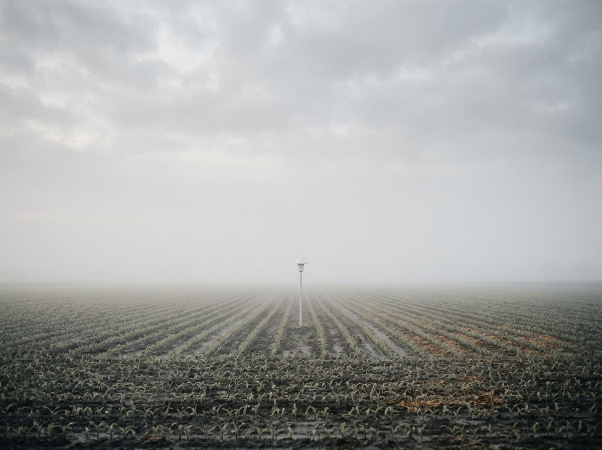 SoloMapa SmartFarm — sensor solitário em campo enevoado ao amanhecer